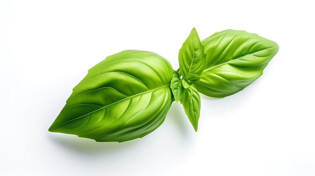 Basil leaf on white background