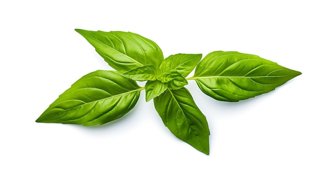 Basil leaf on white background