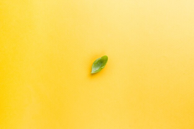 Basil leaf on yellow background. Top view. Pop art design, flat lay style