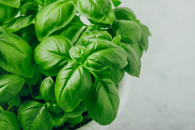 Basil leaves Basil plant with green leaves