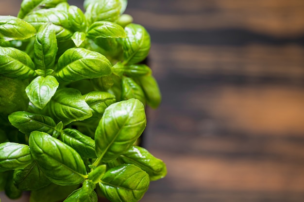 Photo basil leaves close up. basil in a pot in the kitchen