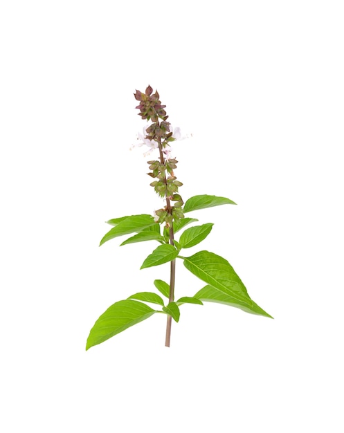 Basil leaves  and flowers isolated on white surface.