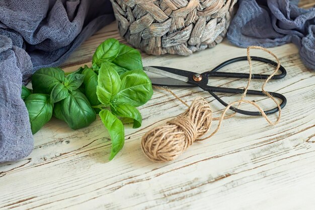 Basil leaves, garden scissors, a coil of rope and a pot of basil on wooden background