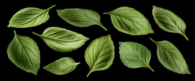 Basil leaves isolated on black background