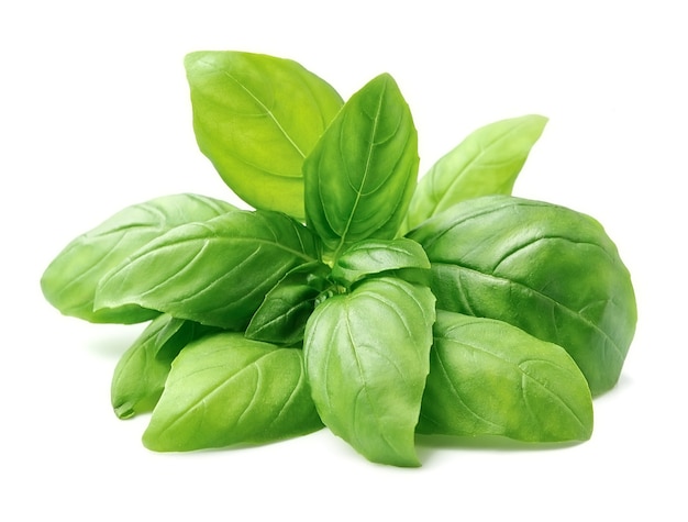 Basil leaves isolated.