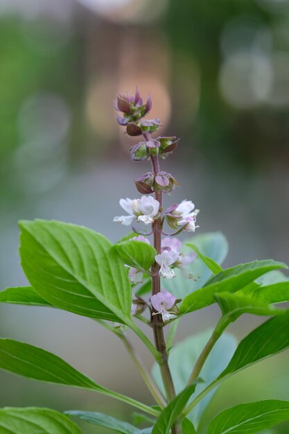 Basil leaves on nature bokeh background