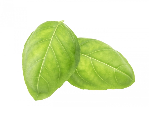 Basil leaves spice closeup isolated on white