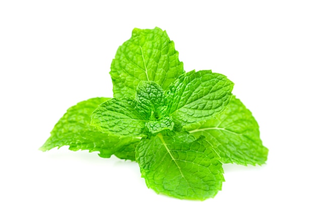 Basil leaves on a white background