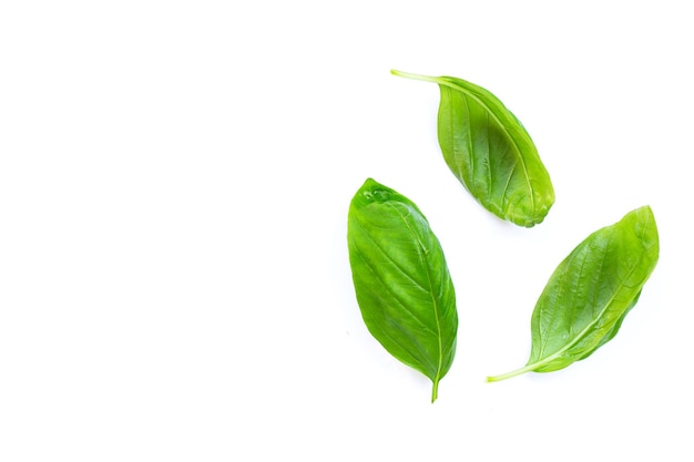 Basil leaves on white background.