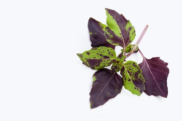 Basil leaves on white background