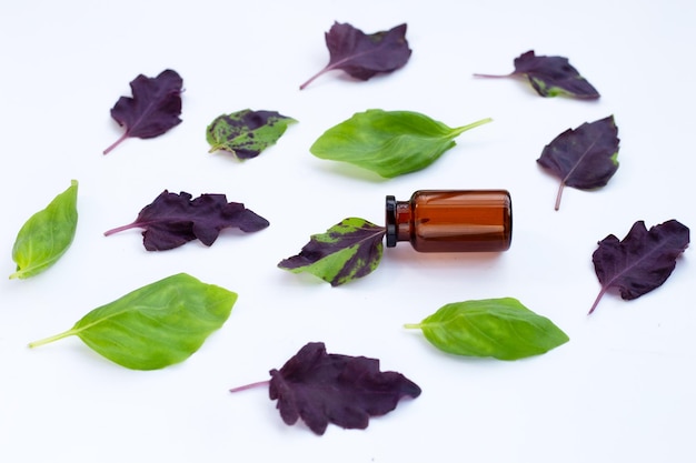 Basil leaves on white background