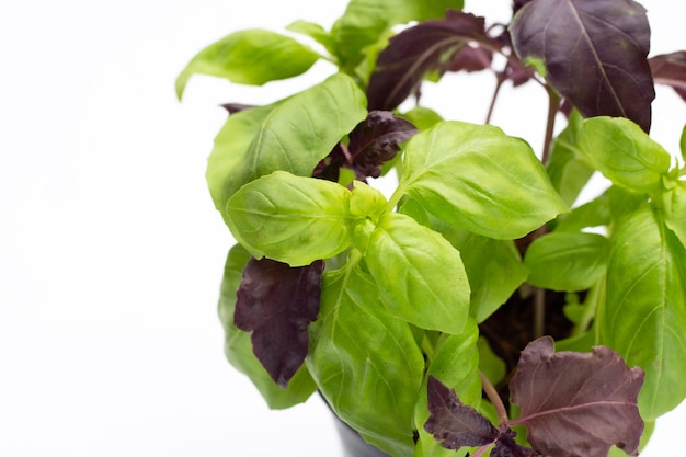 Basil leaves on white background