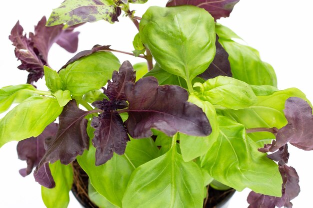 Basil leaves on white background