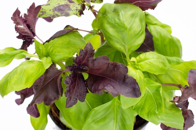 Basil leaves on white background