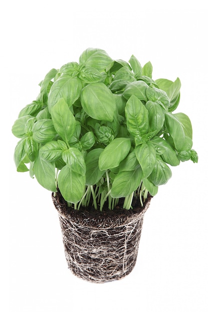 Basil leaves on white