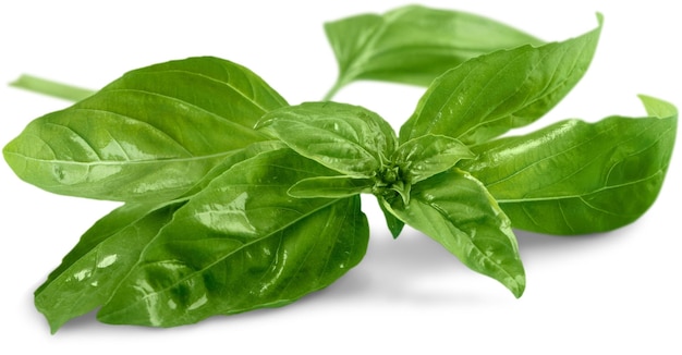 Basil Leaves