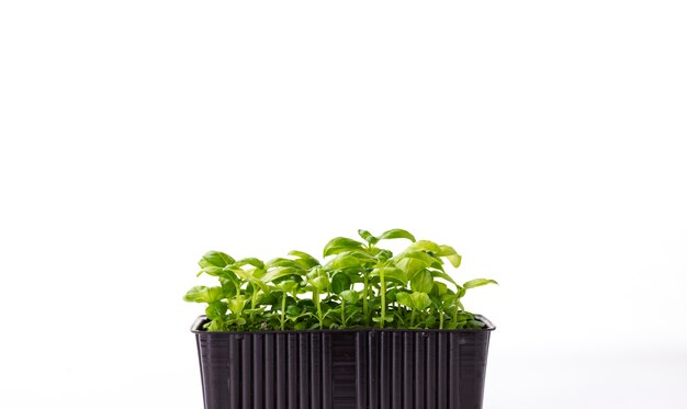 Basil microgreens in a sprouting tray on a white background with space for text. Germinating seeds at home. Vegan and healthy food concept.