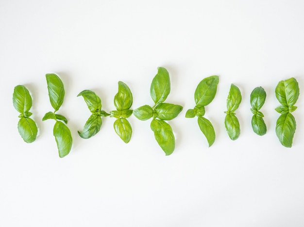 Basil pattern isolated on white background. Frame made of basil leaves. Flat lay, top view