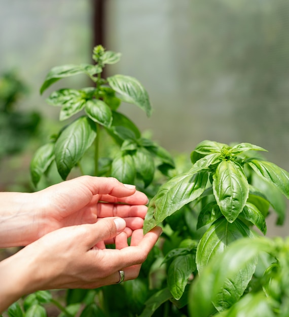 Basil plant in the garden or greenhouse. Woman hands picking fresh basil in the greenhouse