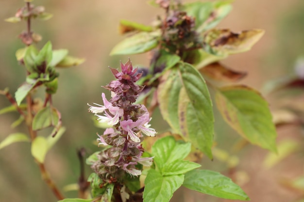 basil plant in garden