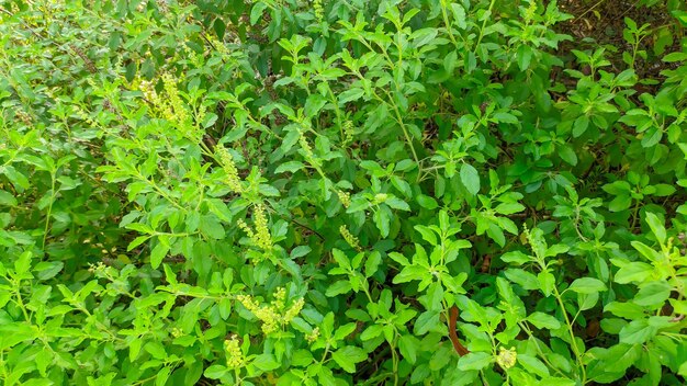 바질 식물 (Ocimum africanum)