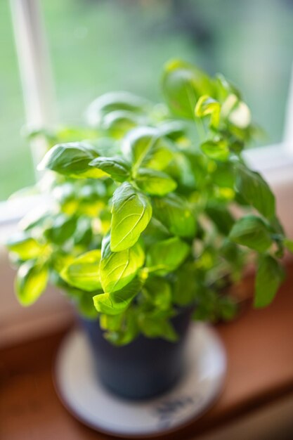 Basil plant on the window in the kitchen in the house