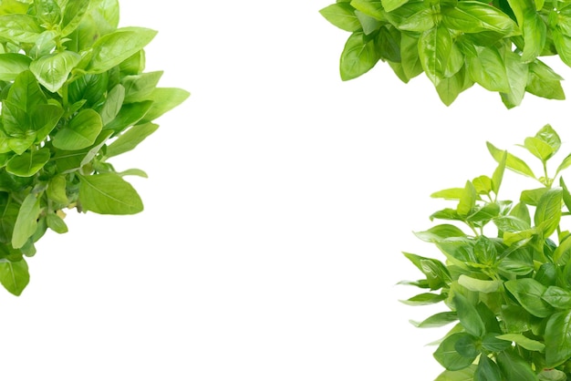 Basil in a pot isolated on white background