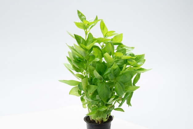 Basil in a pot isolated on white