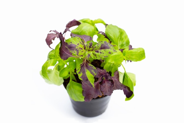 Basil in a pot on white background