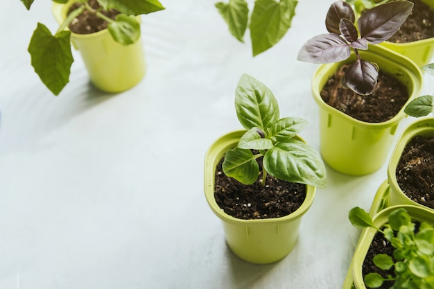 Basil seedlings in green plastic pots.