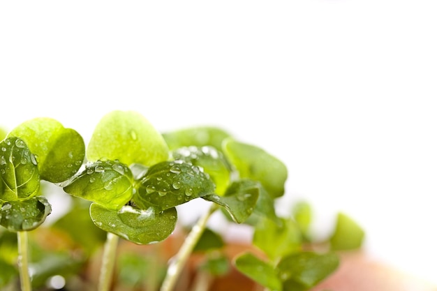 Basil seedlings