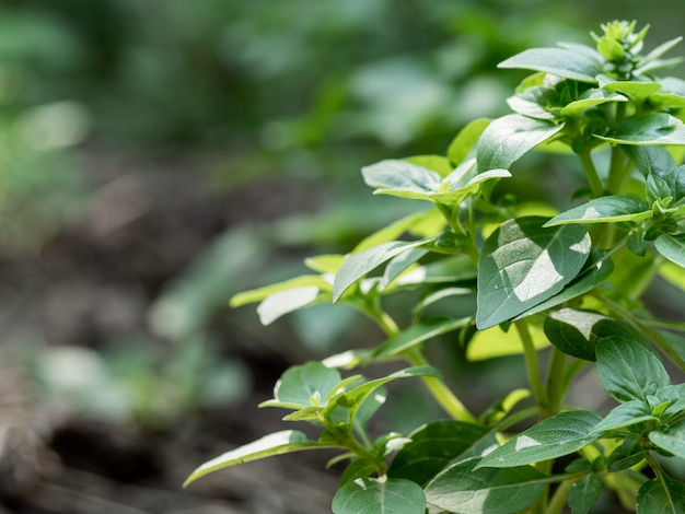 Basil sprout in the ground. Copy space.