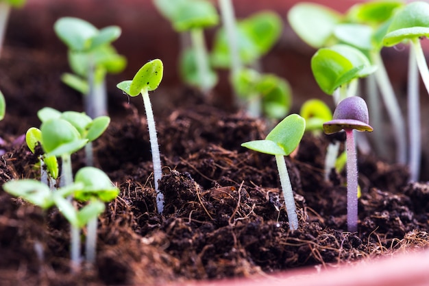 Basil sprouts have sprouted in the ground