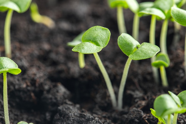 Germogli di basilico sono germogliati nel terreno.