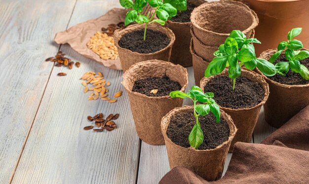 Basil sprouts and seeds in cups on a light desk