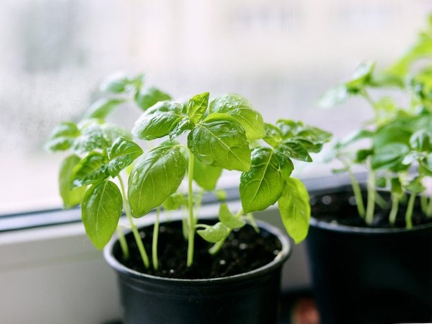 basil on the windowsill at the balcony Home gardening hobby food bio food concept