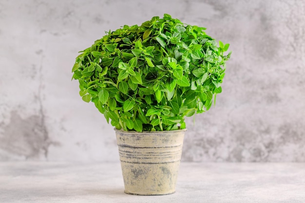 Basilicum aromatische plant in pot