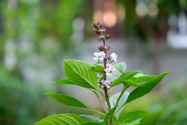 Basilicum bladeren op natuur bokeh achtergrond