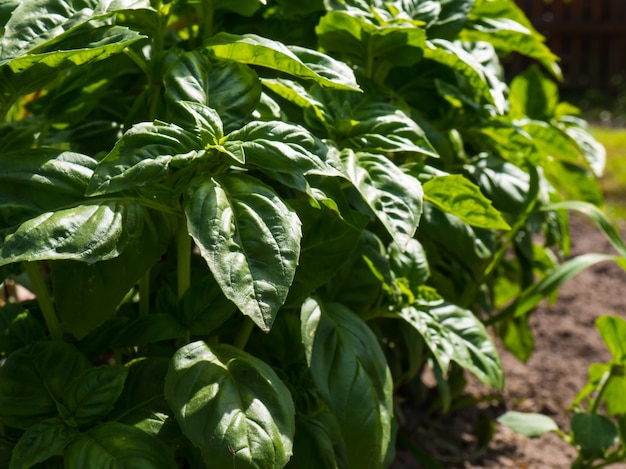 Basilicum groeit van dichtbij in de tuin