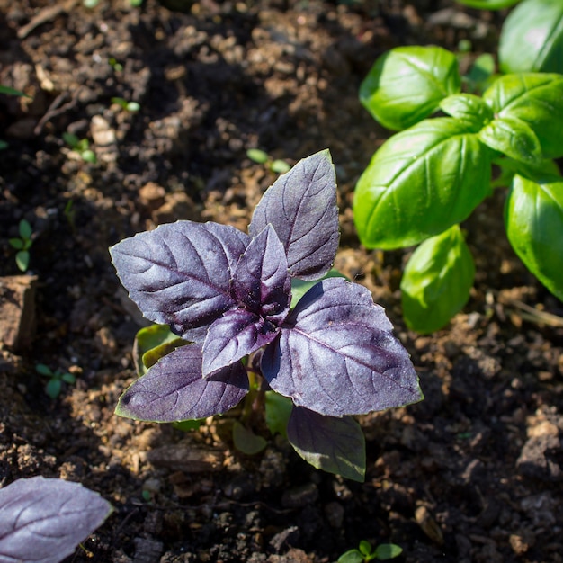 Basilicum in de tuin in de zomer