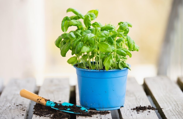 Basilicum kruid met schop repot plant in het voorjaar tuinieren en planten seizoen groeiende kruiden in de tuin