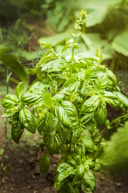 Basilicum op tuinbed Een jonge paarse basilicumstruik groeit buiten in de tuin