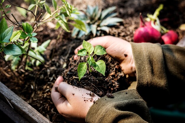 Basilicum planten