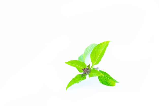 Basilicumbladeren op witte achtergrond. Groene bladeren. Kruidenblad. Kruiden voor de gezondheid. Basilicum aziatisch. Groene basilicum op witte achtergrond.