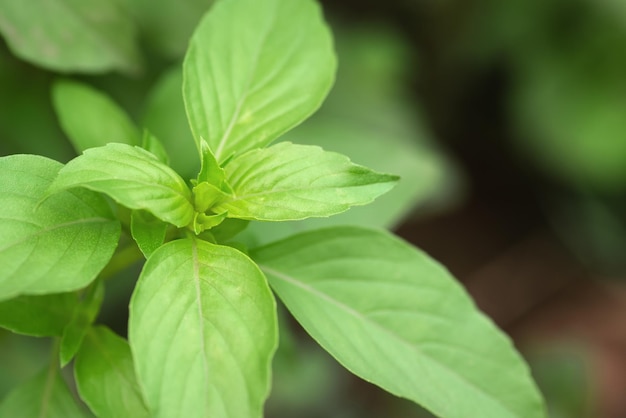 Foto basilicumplant in de tuin close-upweergave