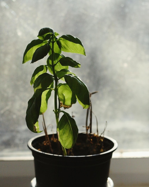 Basiliekplant in een pot tegen de muur