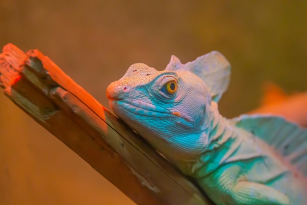 Foto basiliscus basiliscus zit op een boomstam met bladeren basiliscus baziliscus een hout hagedis die de vochtige tropische bossen van nicaragua guatemala costa rica colombia en panama bewoont