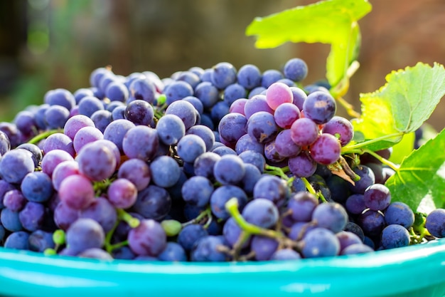 Basin with ripe black Isabella grapes. Collection of delicious berries for making wine.