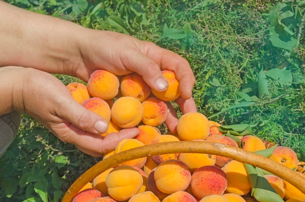 Basket of apricots Worker picking apricots in field Picking apricots harvest Fresh sweet apricots