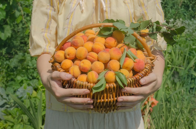 Basket of apricots